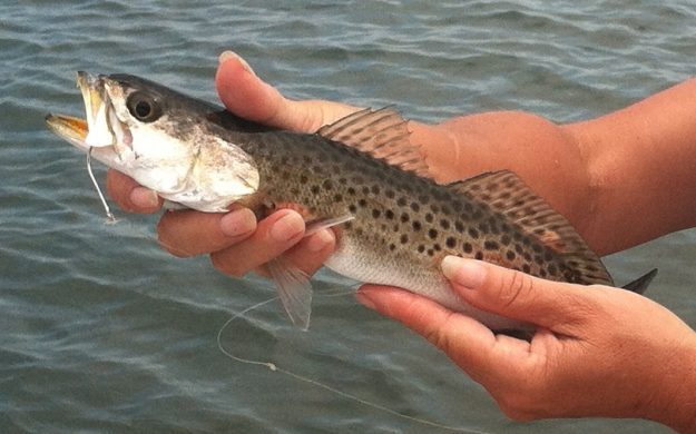 Catch and Release Spotted Seatrout Charters